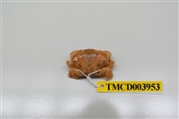 藏品(近親皺蟹)的圖片